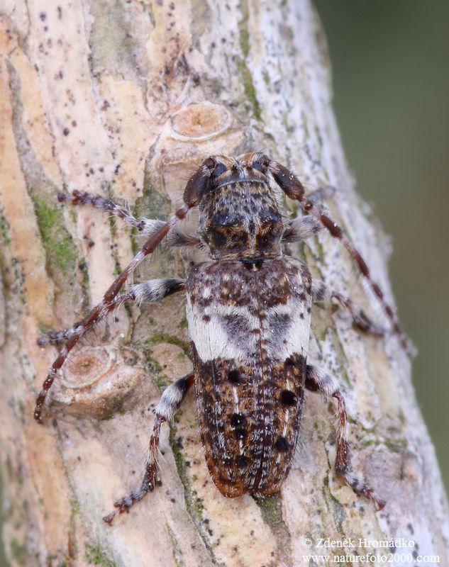 tesařík, Pogonocherus fasciculatus fasciculatus, Cerambycidae, Pogonocherini (Brouci, Coleoptera)